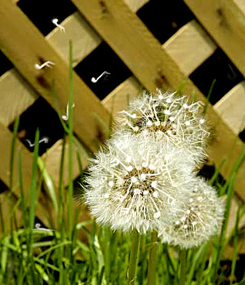 Photoshop-Design von Lacenflanl für DesignCrowd (Community Contests) | Design #9020025