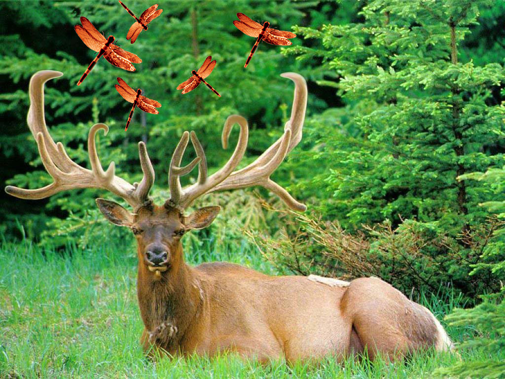 Diseño de Photoshop por fisico para DesignCrowd (Community Contests) | Diseño #9026346