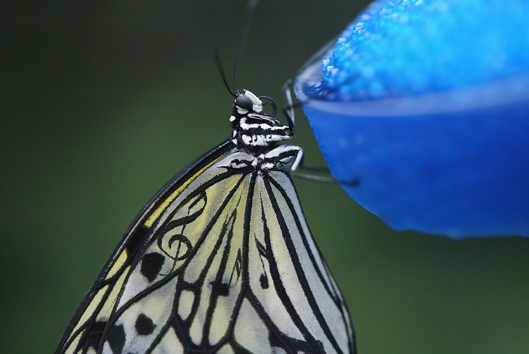 Photoshop-Design von Anne Giguere für DesignCrowd (Community Contests) | Design #9020020