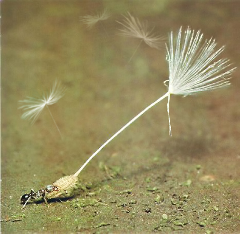 Photoshop Design by EyEars for DesignCrowd (Community Contests) | Design #9020132