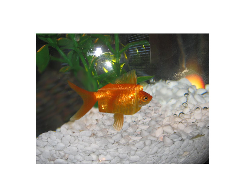 Design Photoshop par WiseMonkey pour DesignCrowd (Community Contests) | Design #9024592