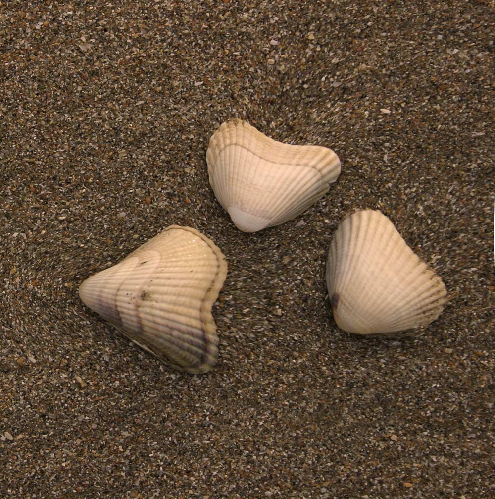 Photoshop Design by Saddy10 for DesignCrowd (Community Contests) | Design #9030435