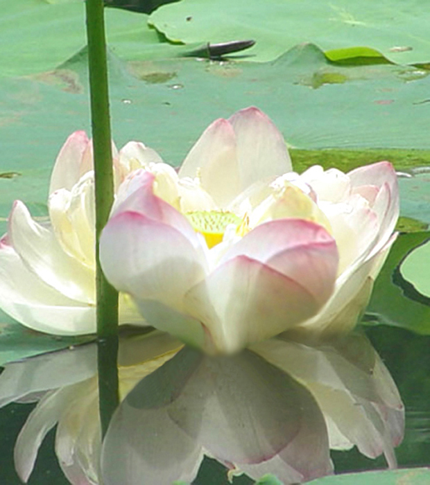 Photoshop Design by RoseDragoon for DesignCrowd (Community Contests) | Design #9030431