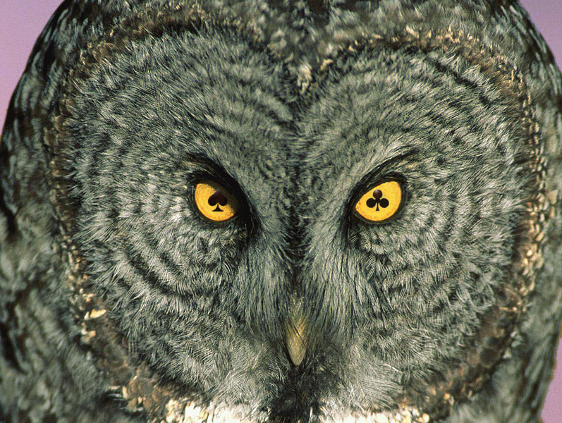 Photoshop Design by swamprat for DesignCrowd (Community Contests) | Design #9030455