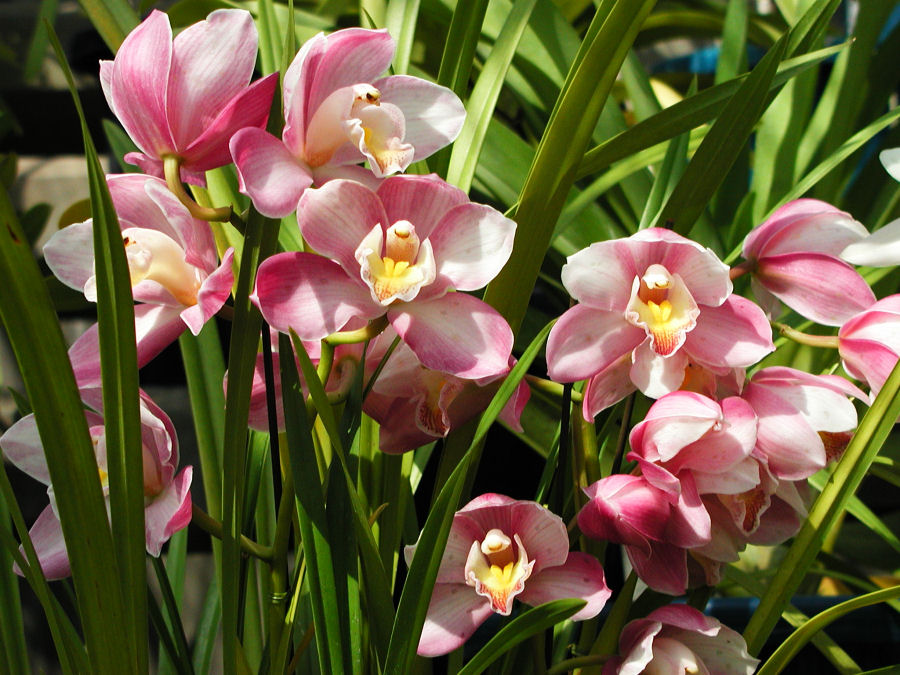 Photography by NatashaP for DesignCrowd (Community Contests) | Design #9024474