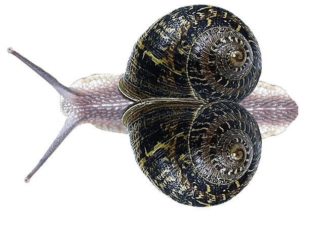 Photoshop-Design von natnat4ever für DesignCrowd (Community Contests) | Design #9030500