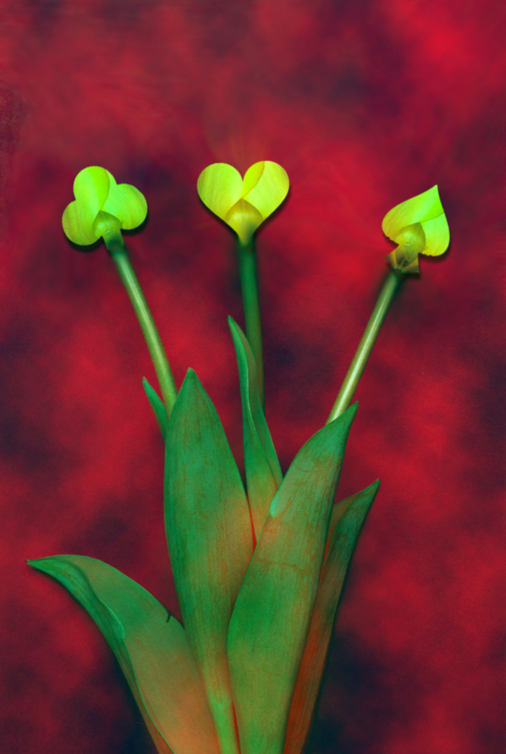 Diseño de Photoshop por treezzz para DesignCrowd (Community Contests) | Diseño #9030570