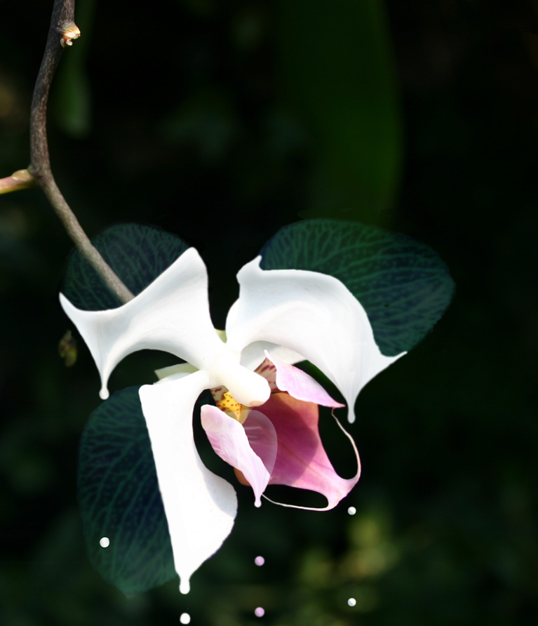 Design Photoshop par Stadsman pour DesignCrowd (Community Contests) | Design #9024131