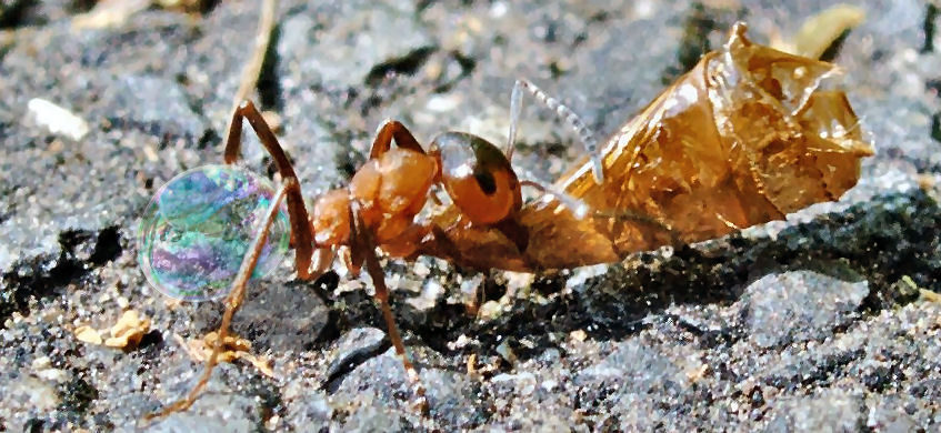 Photoshop-Design von Irrwitzer für DesignCrowd (Community Contests) | Design #9025434