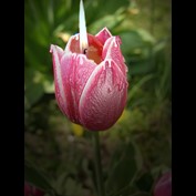 Photoshop Design by angel2bheard