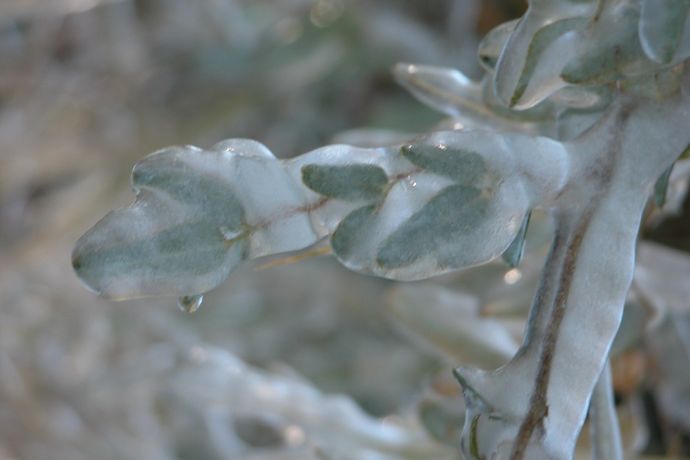 Fotografie von christelgrie für DesignCrowd (Community Contests) | Design #9023024