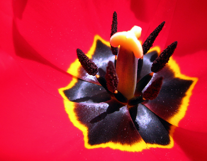 Photography by Firenzesca for DesignCrowd (Community Contests) | Design #9024567