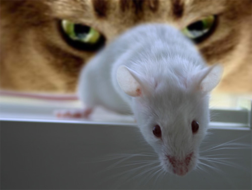 Photoshop Design by krishhi for DesignCrowd (Community Contests) | Design #9023426