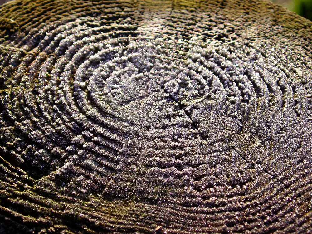 Photographie par Massie pour DesignCrowd (Community Contests) | Design #9023055