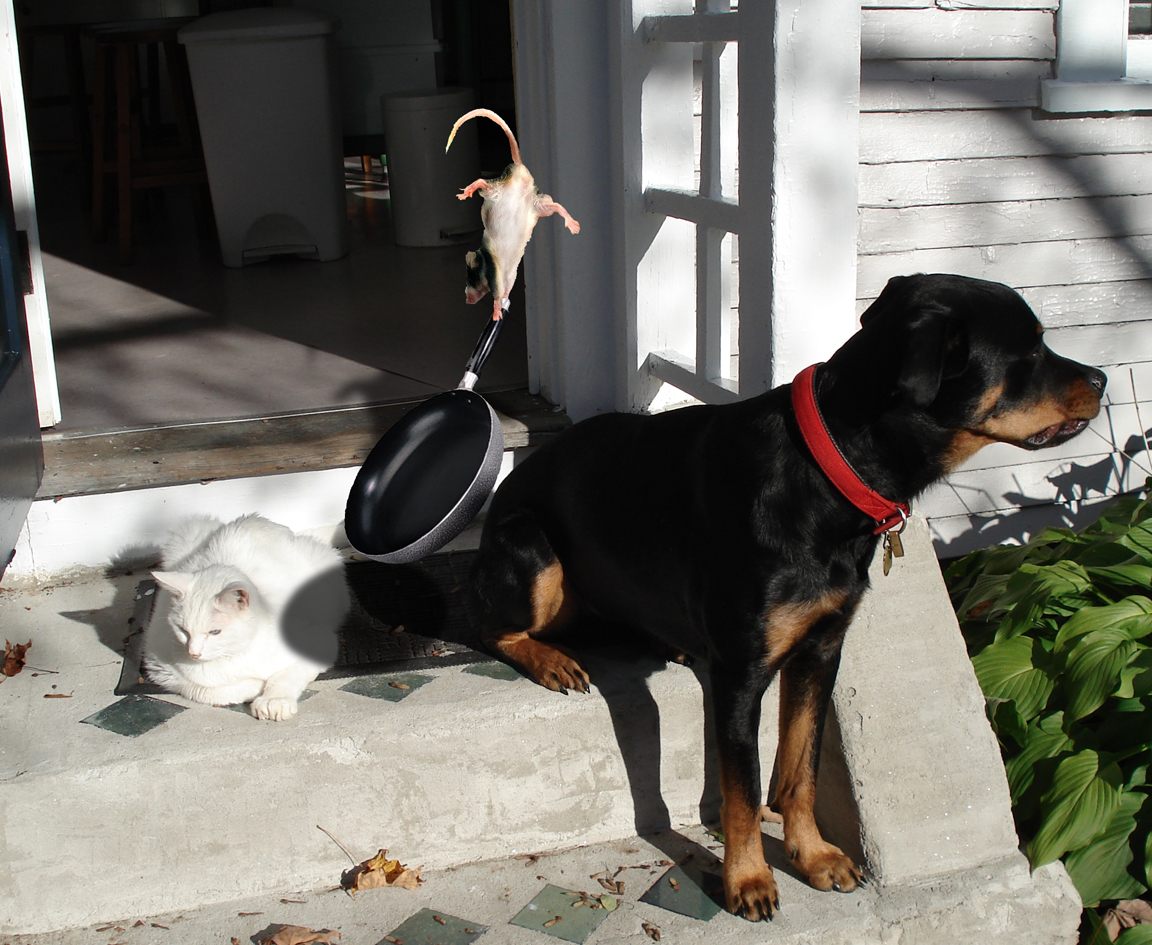 Photoshop Design by joyous for DesignCrowd (Community Contests) | Design #9023549