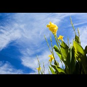 Photography by burns529