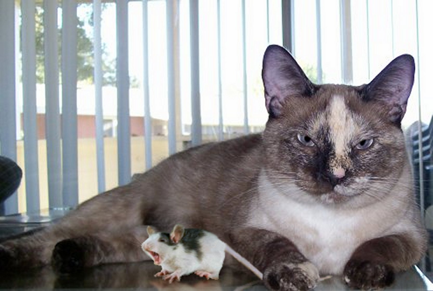 Photoshop Design by cassieniccole for DesignCrowd (Community Contests) | Design #9023623