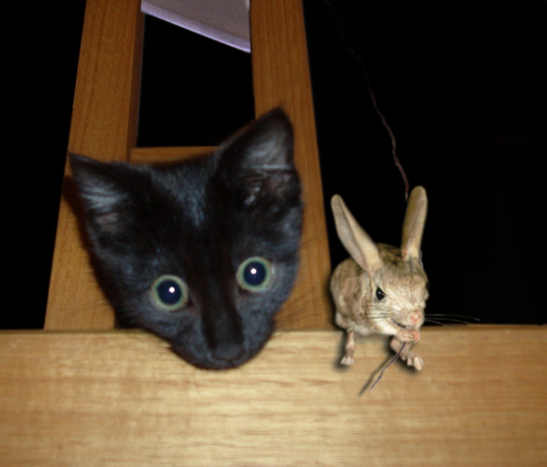 Diseño de Photoshop por DreemReeper para DesignCrowd (Community Contests) | Diseño #9023559