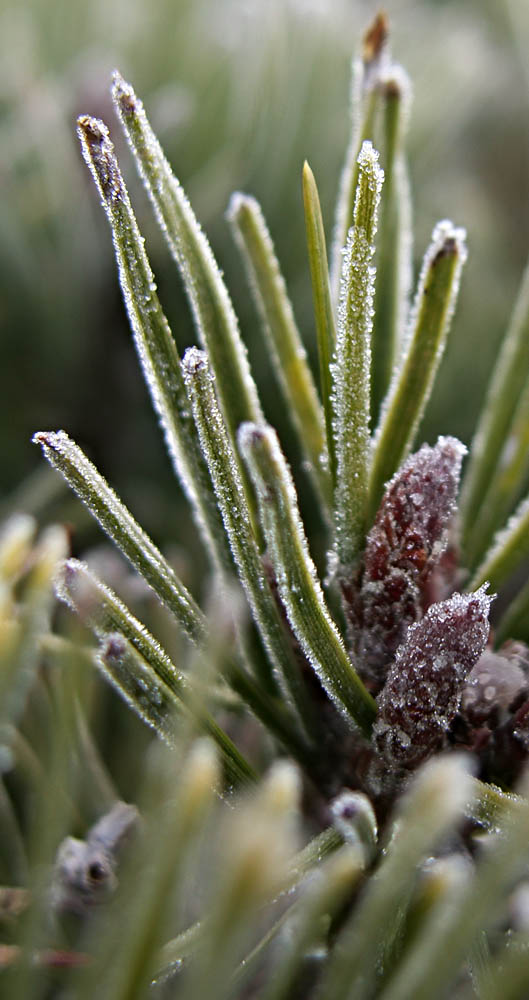 Photography by LollyPreen for DesignCrowd (Community Contests) | Design #9023058