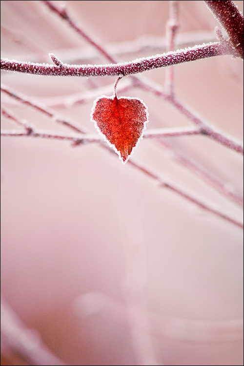 Photography by meerkat2 for DesignCrowd (Community Contests) | Design #9023102