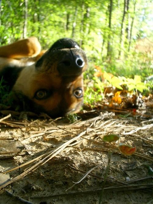 Photography by liberty2007crusader for DesignCrowd (Community Contests) | Design #9019864