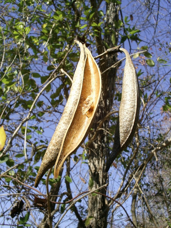 Photography by liberty2007crusader for DesignCrowd (Community Contests) | Design #9025729