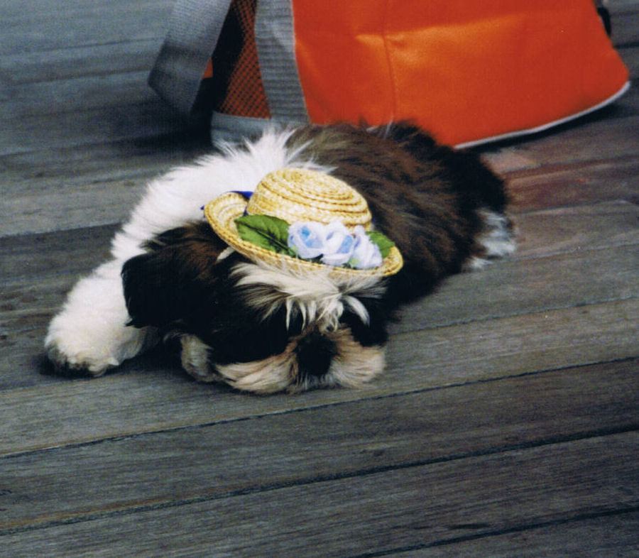 Photography by NatashaP for DesignCrowd (Community Contests) | Design #9019877