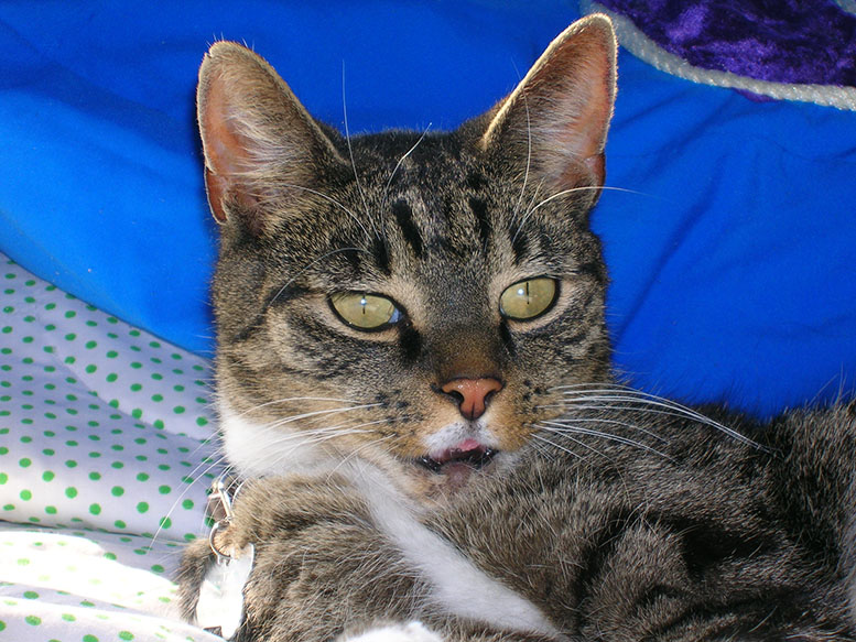 Photographie par tonedeft pour DesignCrowd (Community Contests) | Design #9019900