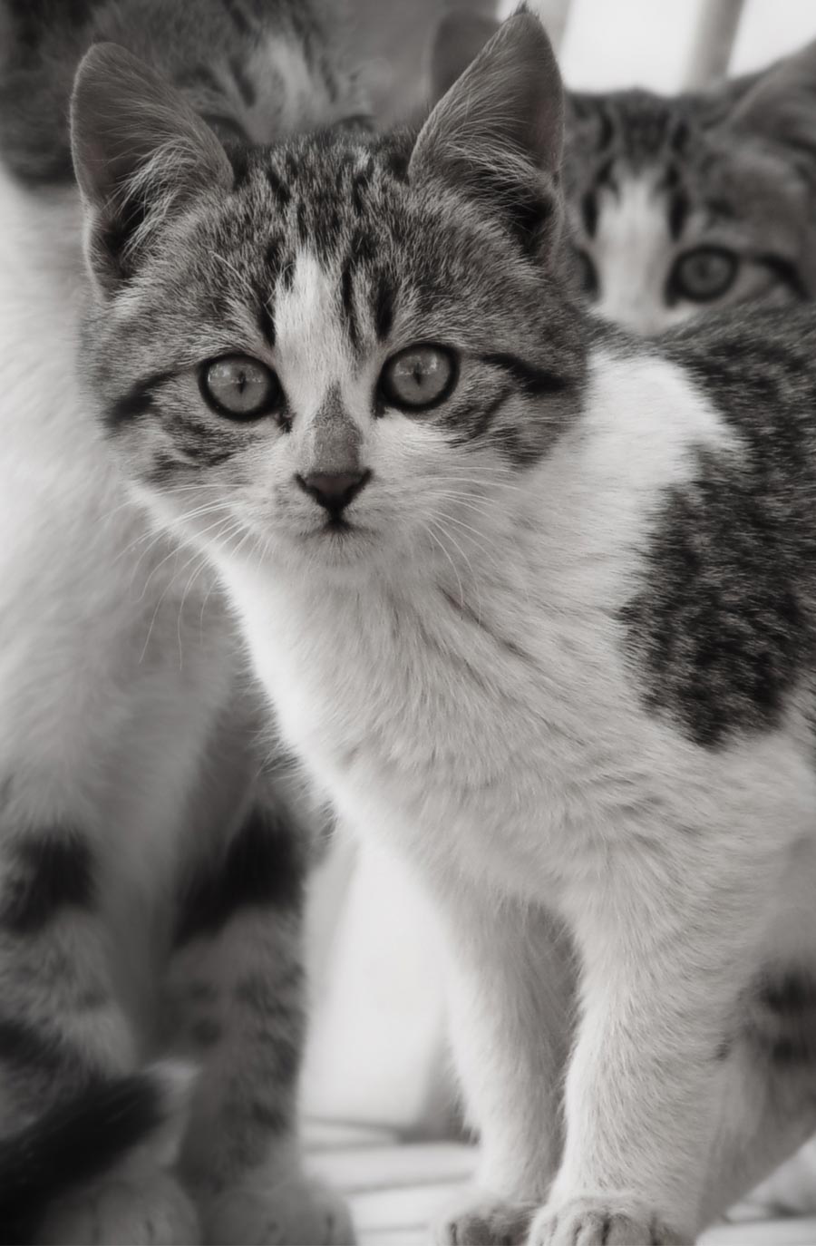 Fotografía por jordanov para DesignCrowd (Community Contests) | Diseño #9019943