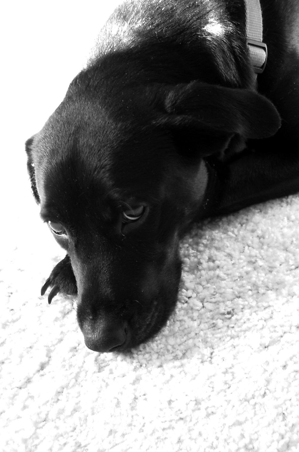 Photography by sgtledbetter for DesignCrowd (Community Contests) | Design #9019952