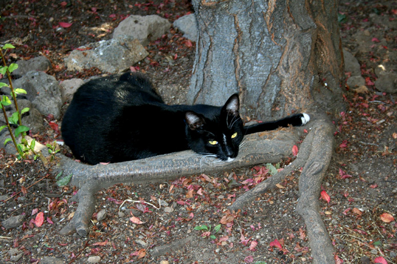 Photography by phreakgirl for DesignCrowd (Community Contests) | Design #9020050