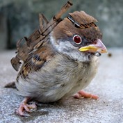 Photoshop Design by janhus