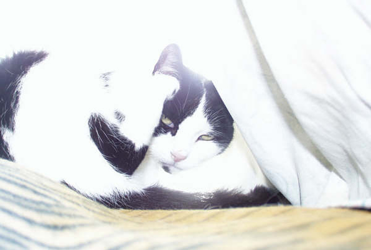 Fotografie von palegothicangel für DesignCrowd (Community Contests) | Design #9019987