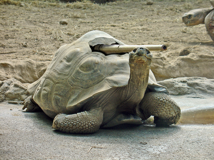 Photoshop Design by Odiumjunkie for DesignCrowd (Community Contests) | Design #9018405