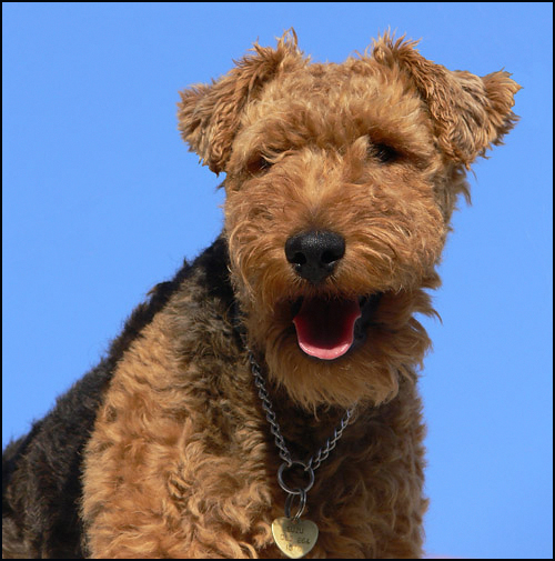 Fotografie von droomluiperd für DesignCrowd (Community Contests) | Design #9019992