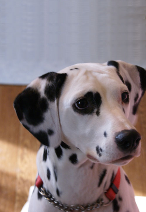 Fotografía por kuclstha para DesignCrowd (Community Contests) | Diseño #9020226