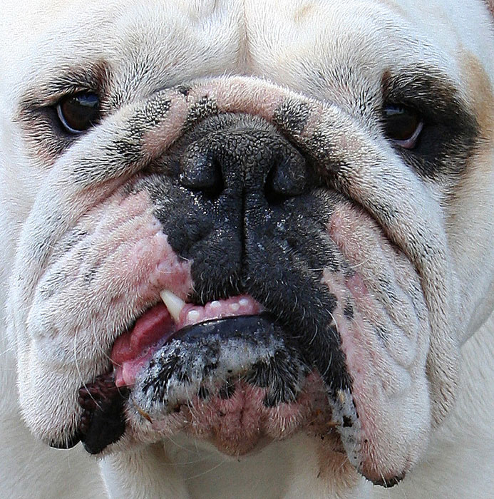 Fotografía por torkio para DesignCrowd (Community Contests) | Diseño #9020258