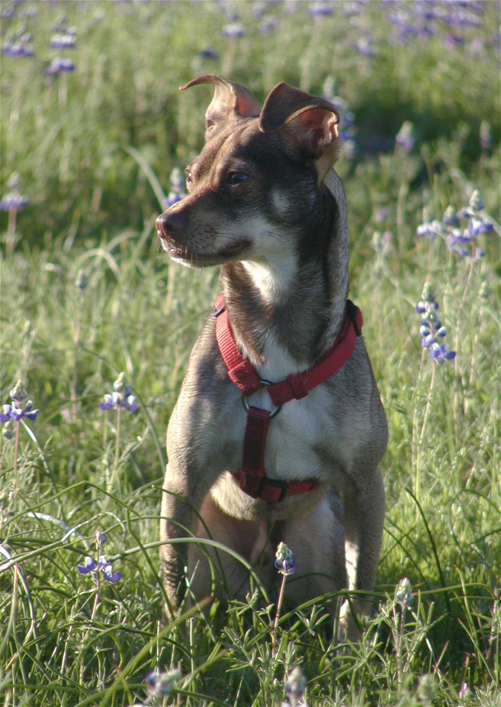 Photography by Tinman1000 for DesignCrowd (Community Contests) | Design #9020102