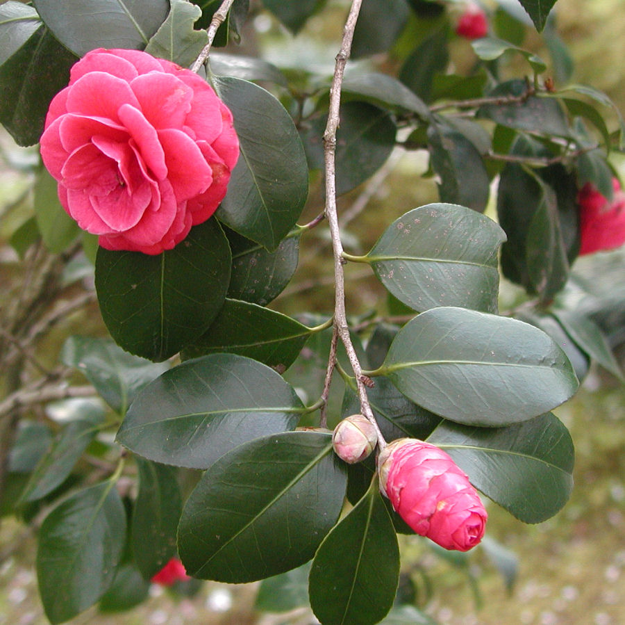 Fotografie von NatashaP für DesignCrowd (Community Contests) | Design #9025221