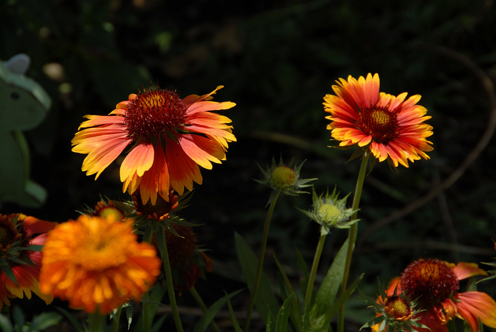 Photography by Guerrin for DesignCrowd (Community Contests) | Design #9025243