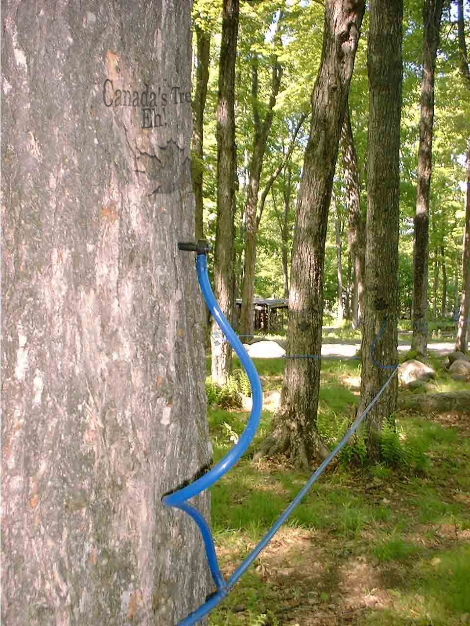 Photoshop Design by jtnelson0 for DesignCrowd (Community Contests) | Design #9027292