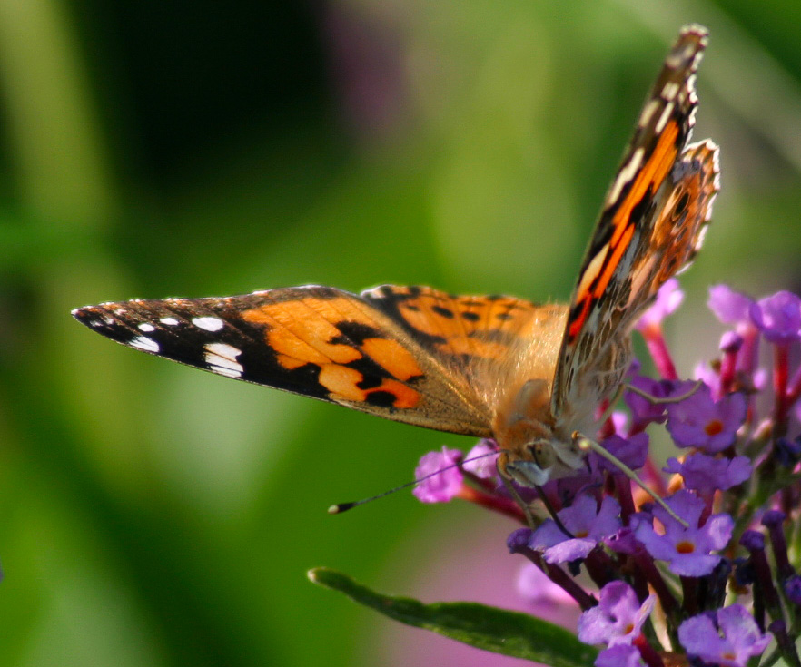 Photography by Kevertje for DesignCrowd (Community Contests) | Design #9025258