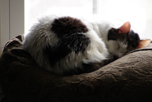 Fotografía por bennyandthemets para DesignCrowd (Community Contests) | Diseño #9020271