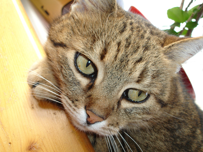 Photography by wannajo for DesignCrowd (Community Contests) | Design #9020116