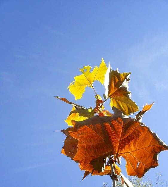 Photography by liberty2007crusader for DesignCrowd (Community Contests) | Design #9025292