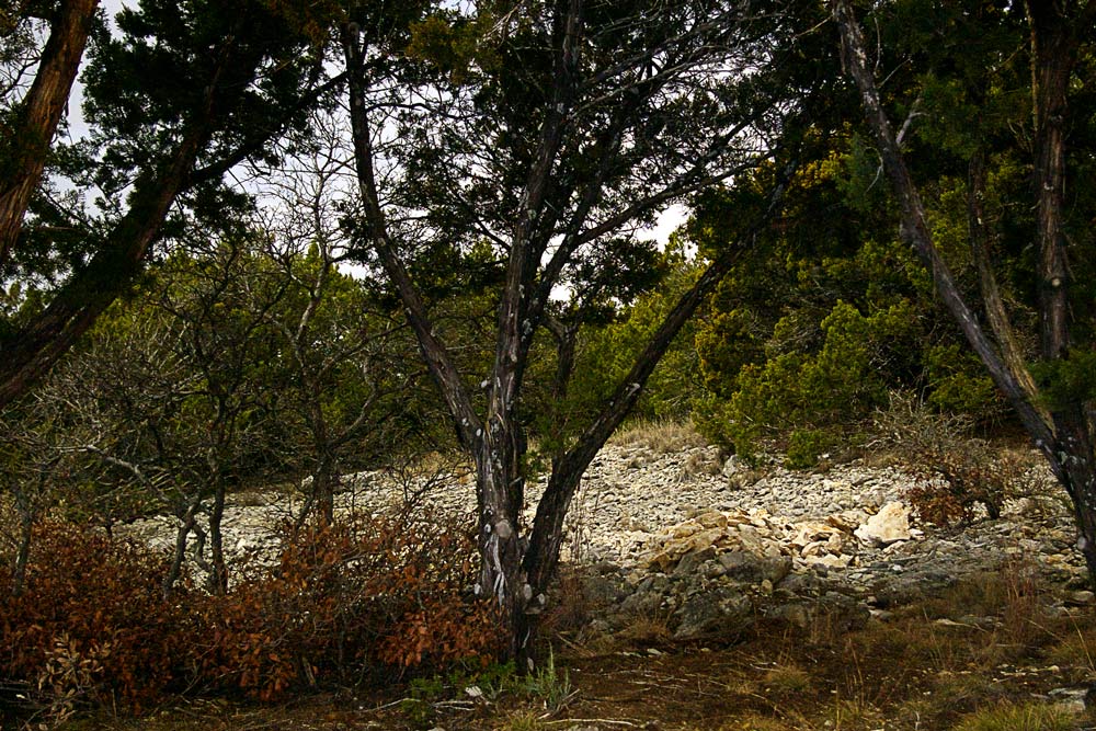 Photography by GoldenWreckedAngle for DesignCrowd (Community Contests) | Design #9025779