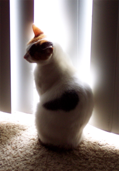 Photography by jfailes for DesignCrowd (Community Contests) | Design #9020224