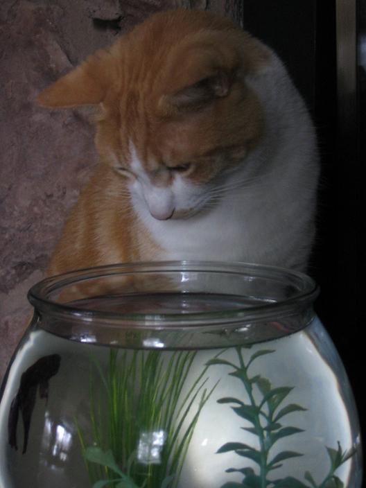 Fotografía por MissMea para DesignCrowd (Community Contests) | Diseño #9020216