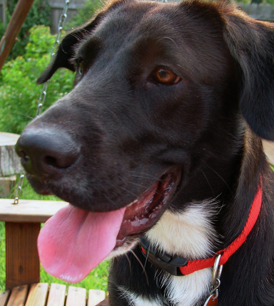 Fotografie von scarpino36109 für DesignCrowd (Community Contests) | Design #9020069