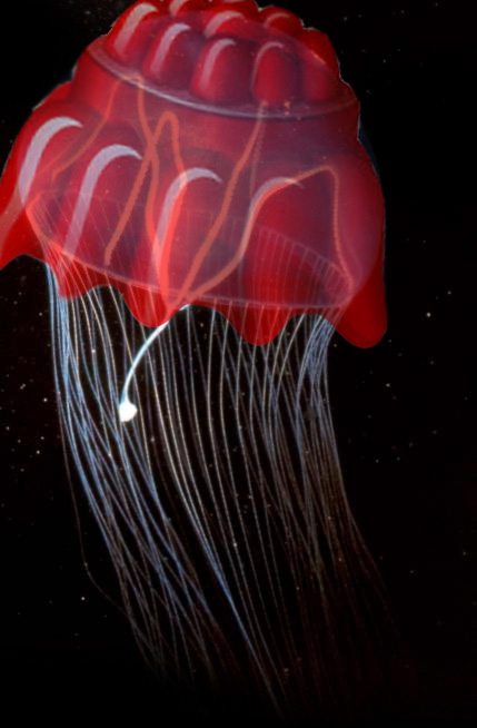 Photoshop Design by babemagnetz for DesignCrowd (Community Contests) | Design #9026042